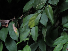 Pothos chinensis
