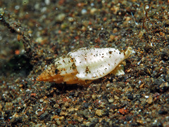 Eucithara