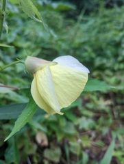 Abelmoschus moschatus