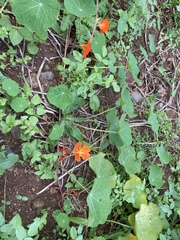 Tropaeolum majus image