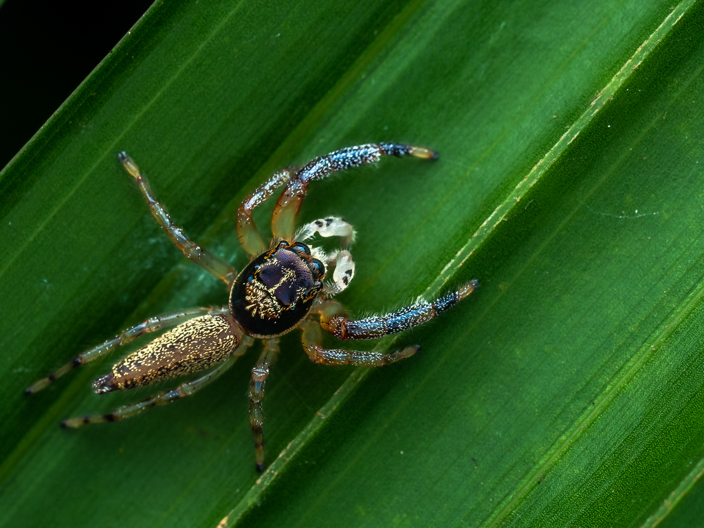 Maripanthus jubatus
