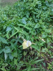 Abelmoschus moschatus