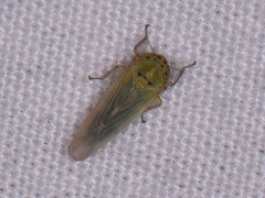 Macrosteles