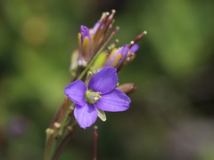 Heliophila linearis linearis
