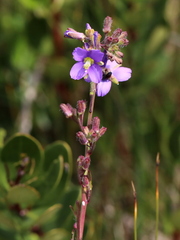 Heliophila linearis linearis
