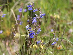 Heliophila linearis linearis