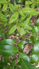 Euonymus spraguei
