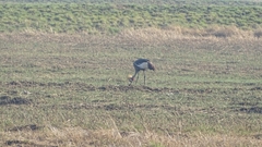 Balearica regulorum