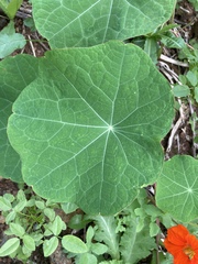 Tropaeolum majus image