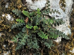 Asplenium ceterach