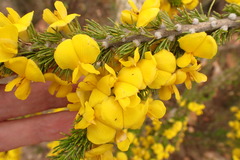 Aspalathus sceptrum-aureum