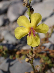 Verbascum sinuatum