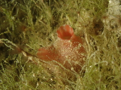 Stolidobranchia