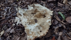 Fungi