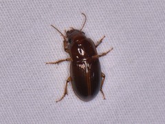 Harpalus gravis