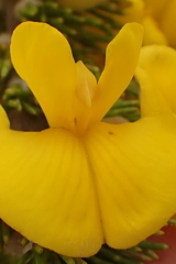 Aspalathus sceptrum-aureum