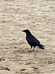 Corvus corone