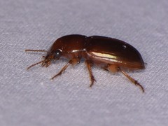 Harpalus gravis