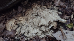 Fungi