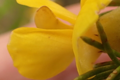 Aspalathus sceptrum-aureum