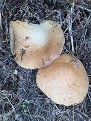 Suillus variegatus