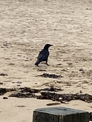 Corvus corone