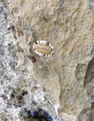 Acanthopleura granulata