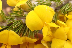 Aspalathus sceptrum-aureum