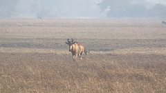 Alcelaphus buselaphus lichtensteinii