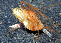 Mangeliidae