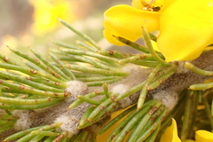 Aspalathus sceptrum-aureum