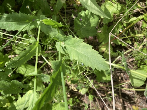 Papaver image