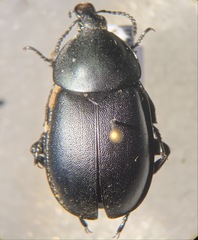 Ablattaria laevigata