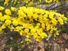 Aspalathus sceptrum-aureum