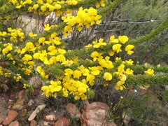 Aspalathus sceptrum-aureum