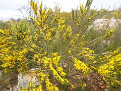 Aspalathus sceptrum-aureum