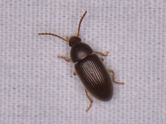 Hymenorus