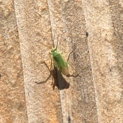 Trigonotylus caelestialium