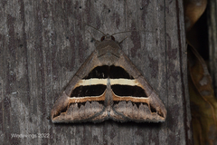 Grammodes geometrica