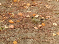 Emberiza citrinella × leucocephalos
