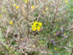 Erysimum cheiranthoides