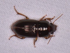 Harpalus gravis