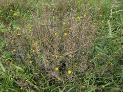 Erysimum cheiranthoides