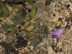 Campanula scheuchzeri