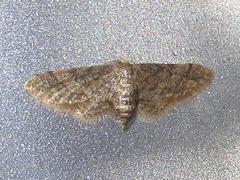Idaea celtima