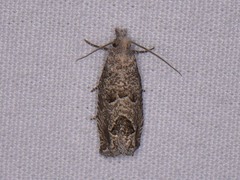 Pelochrista consobrinana