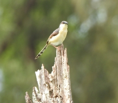Prinia socialis