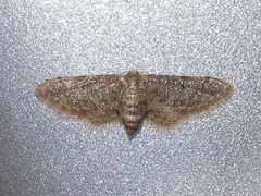 Idaea celtima