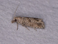 Pelochrista consobrinana