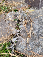 Gnaphalium uliginosum